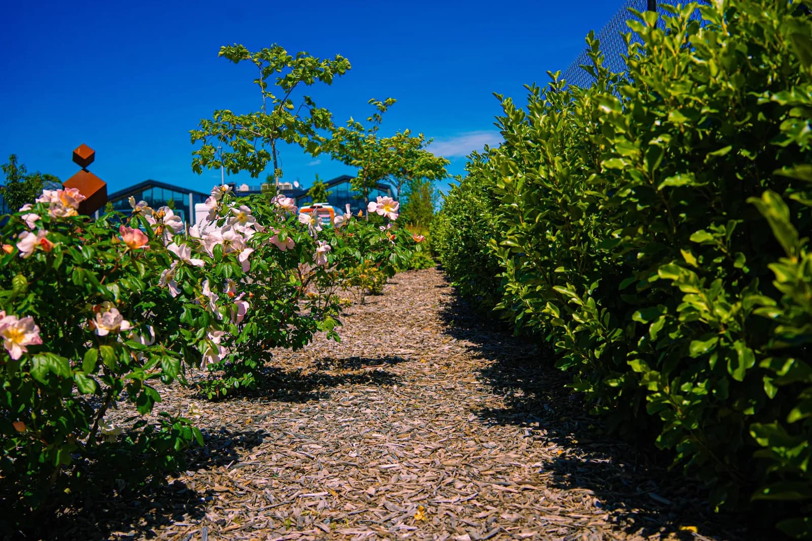 Planting and surface care on a commercial site